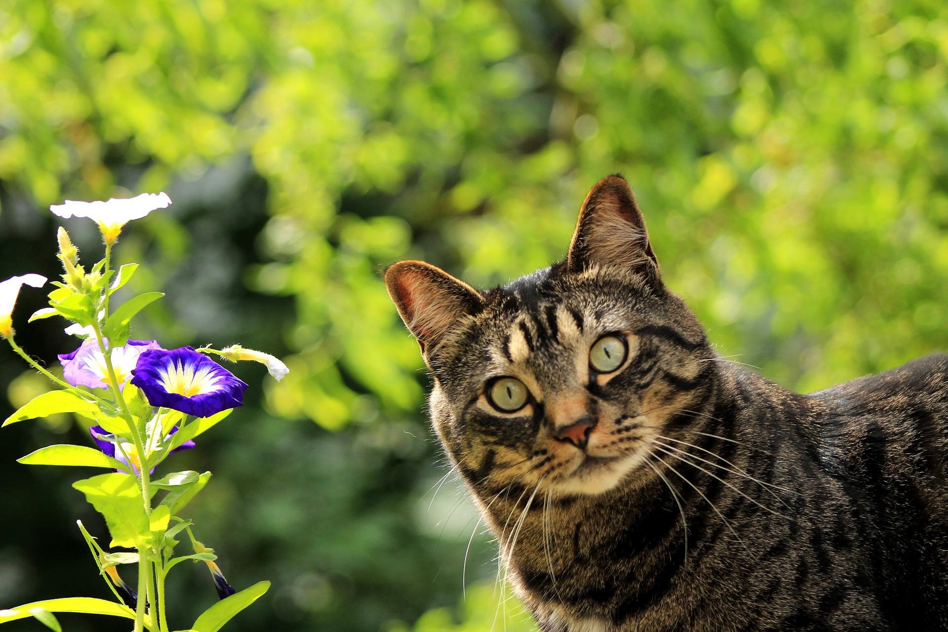 Katze Energetik