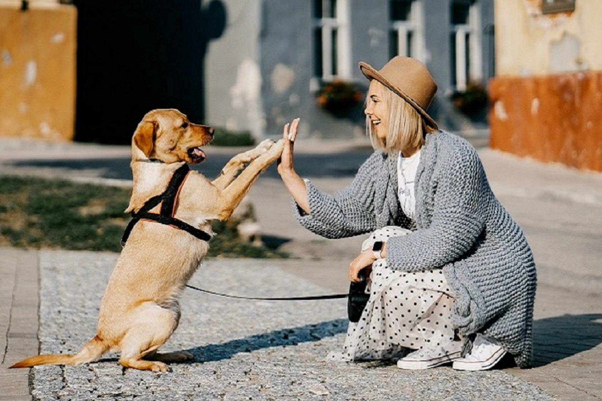 Assisttrainer, Erziehungsberater